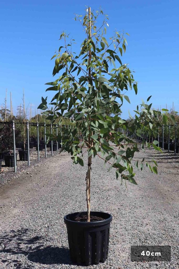 Eucalyptus leucoxylon Rosea in 40cm black pot
