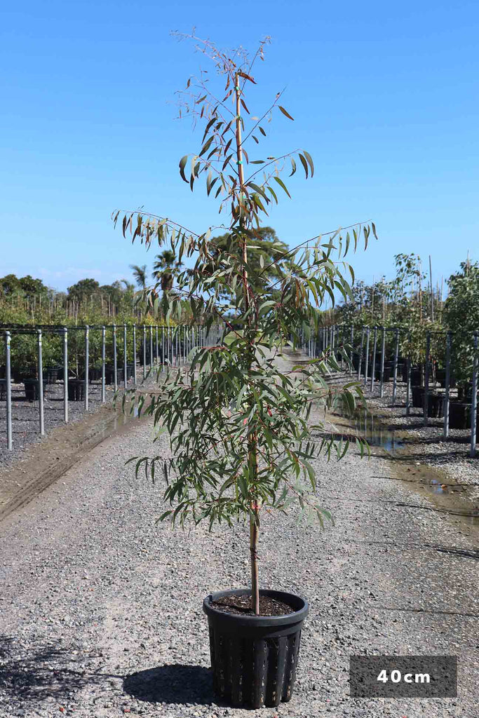 Eucalyptus mannifera 'Little Spotty' in a 40cm black pot