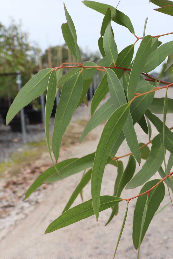 Close up of Eucalyptus mannifera 'Little Spotty' leaves
