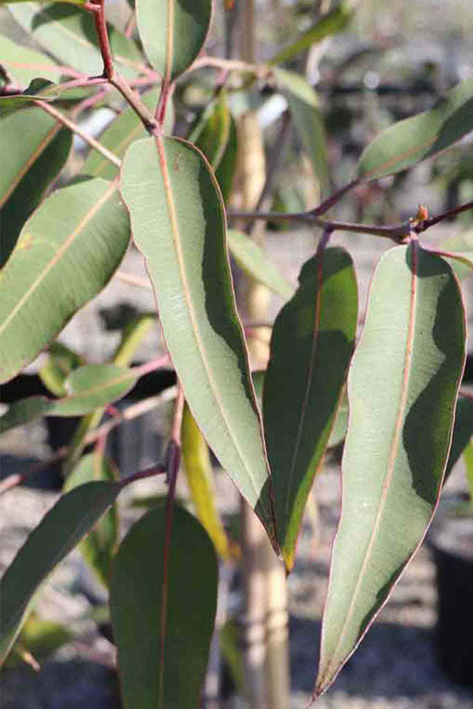 close up of Eucalyptus Maculata green foliage