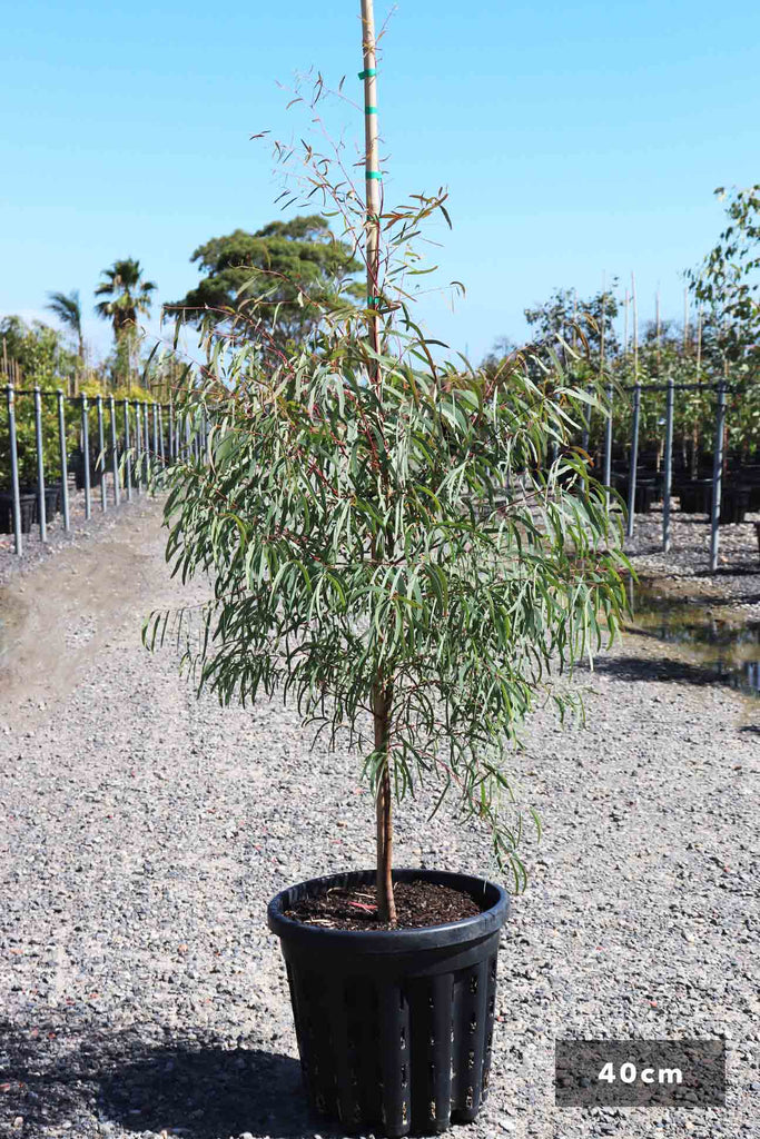 Eucalyptus mannifera in a 40cm black pot