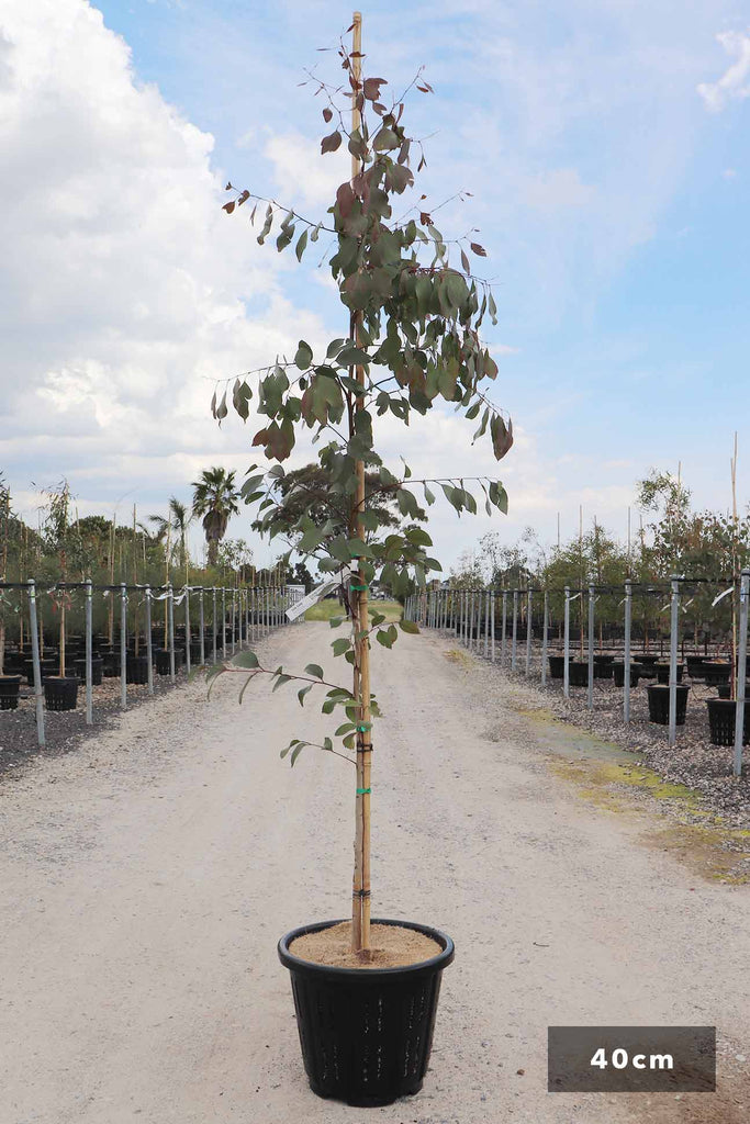 Eucalyptus ovata in a 40cm black pot