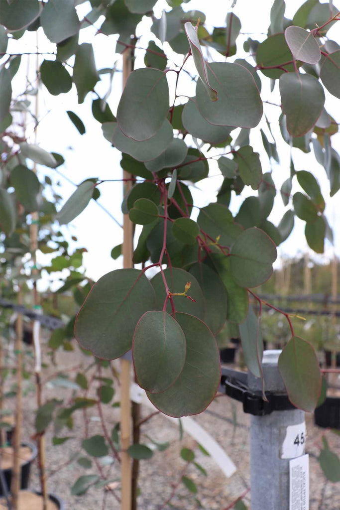 Eucalyptus ovata leaf