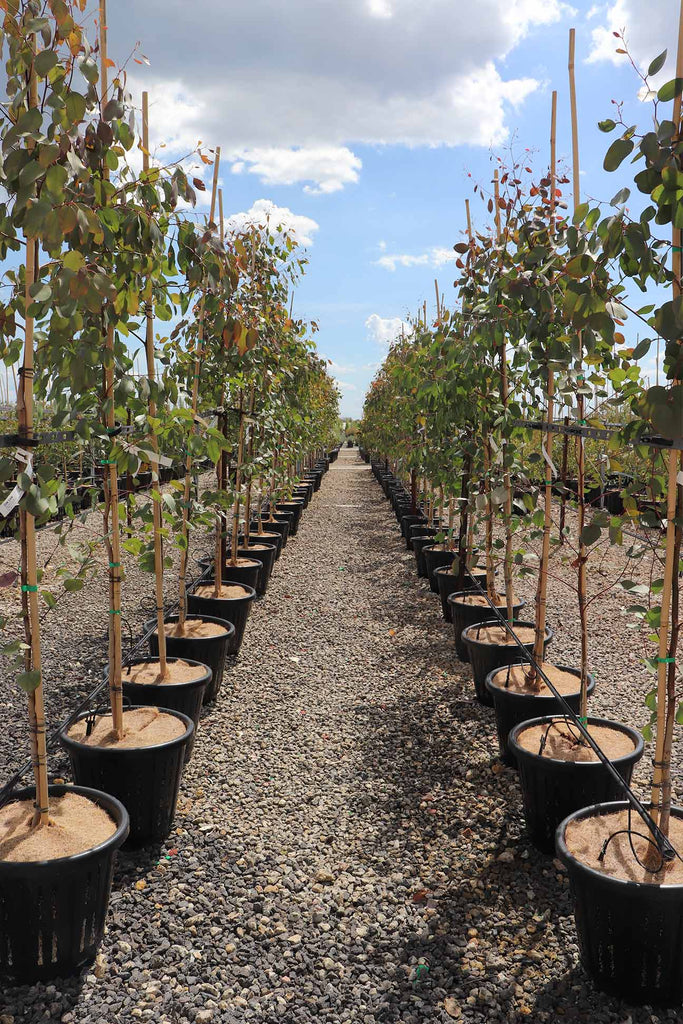 Eucalyptus ovata in a row