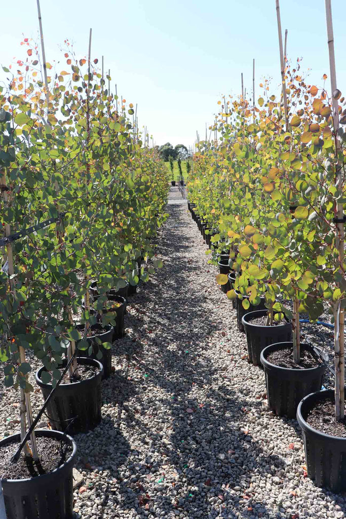 Rows of Eucalyptus polyanthemos in black pots