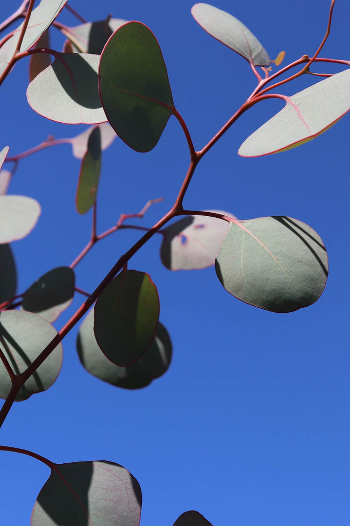 close up Eucalyptus polyanthemos foliage