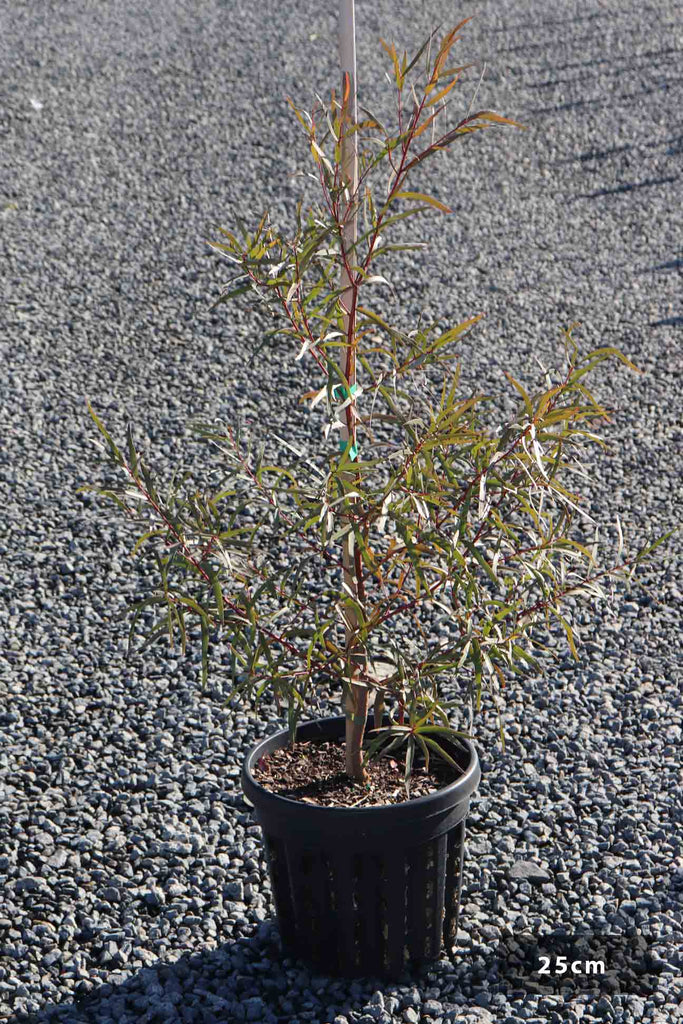 Eucalyptus scoparia in a 25cm black pot