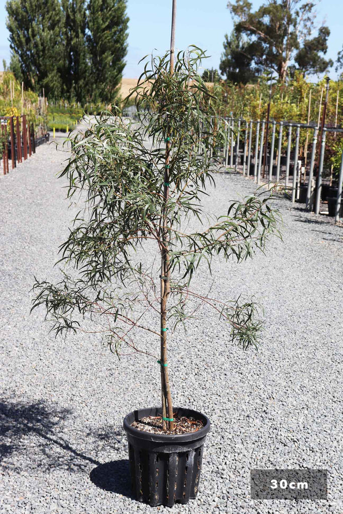Eucalyptus scoparia in a 30cm black pot
