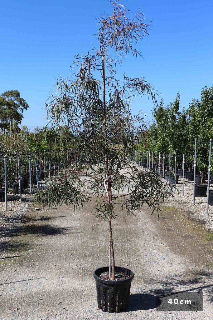 Eucalyptus scoparia in a 40cm black pot