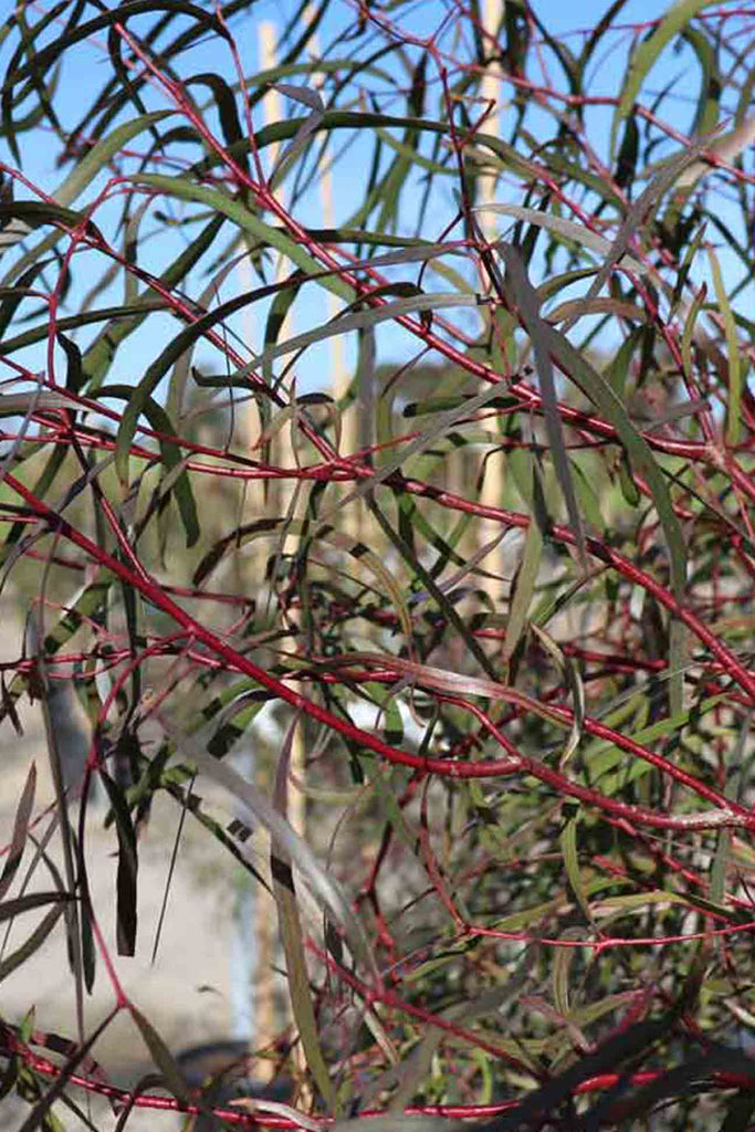 close up of Eucalyptus Scoparia green foliage and red branches