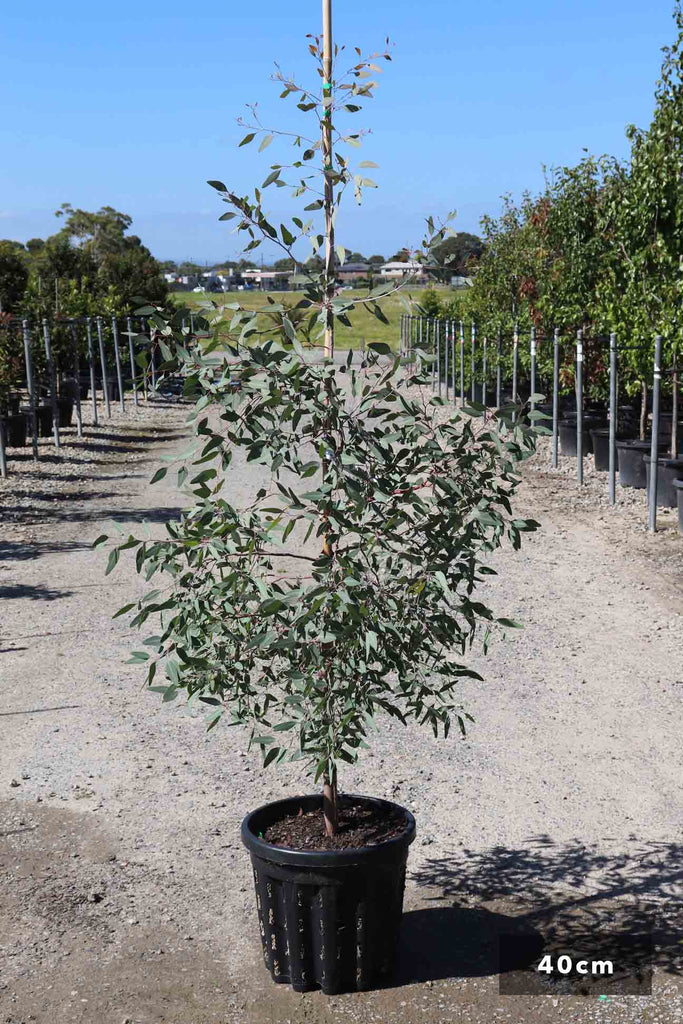 Eucalyptus sideroxylon Rosea in a 40cm black pot
