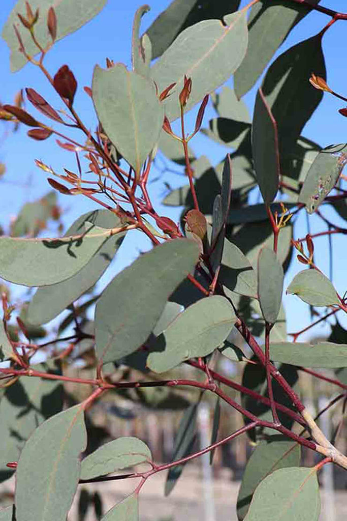 close up of Eucalyptus Sideroxylon Rosea green foliage 