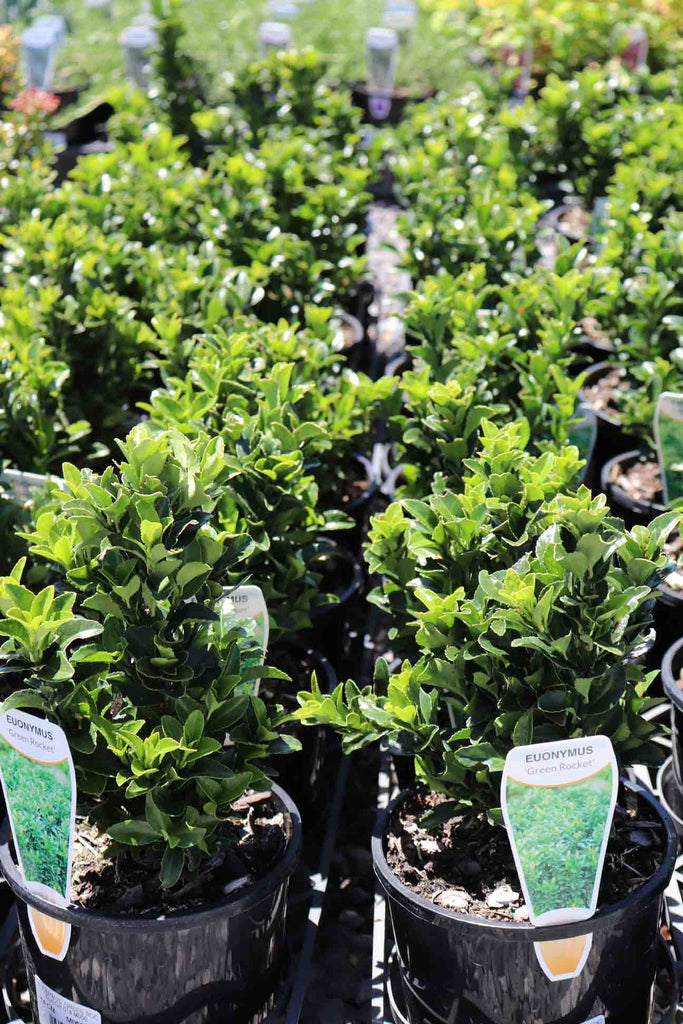 rows of Euonymus Japonicus ‘Green Rocket’ in black pots