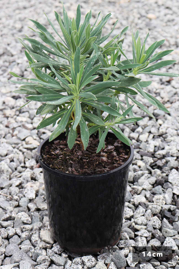 Euphorbia Wulfenii in a 14cm black pot