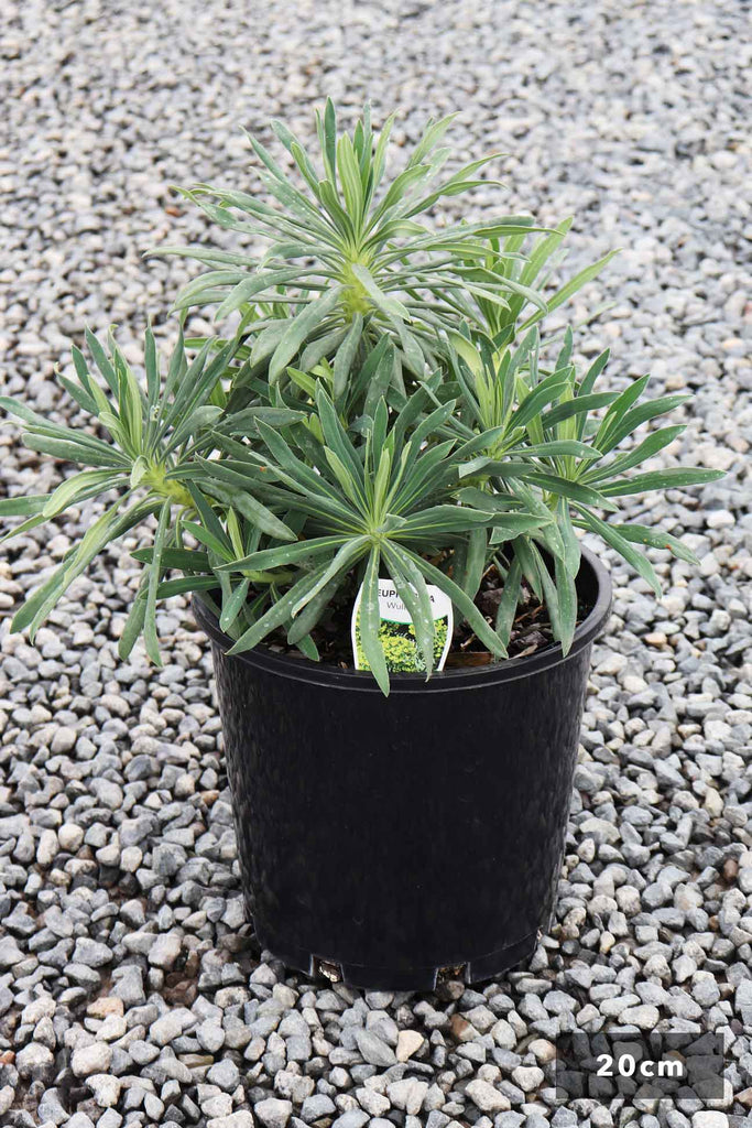 Euphorbia Wulfenii in a 14cm black pot