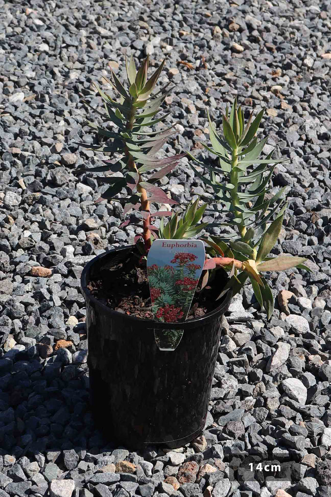 Euphorbia rigida in a 14cm black pot