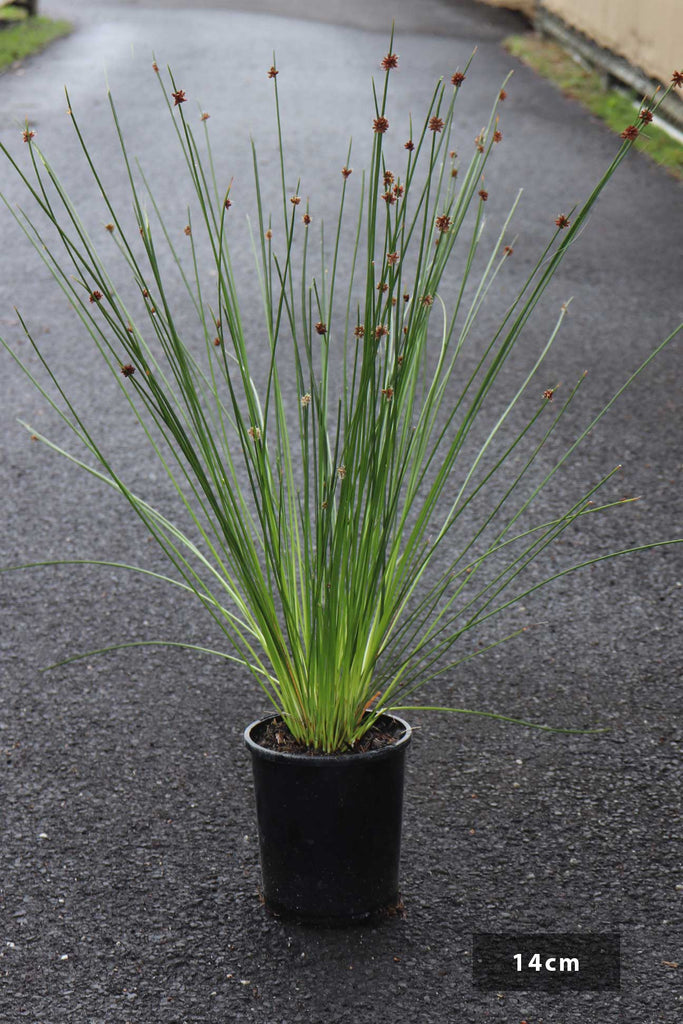 Ficinia nodosa in a 14cm black pot.