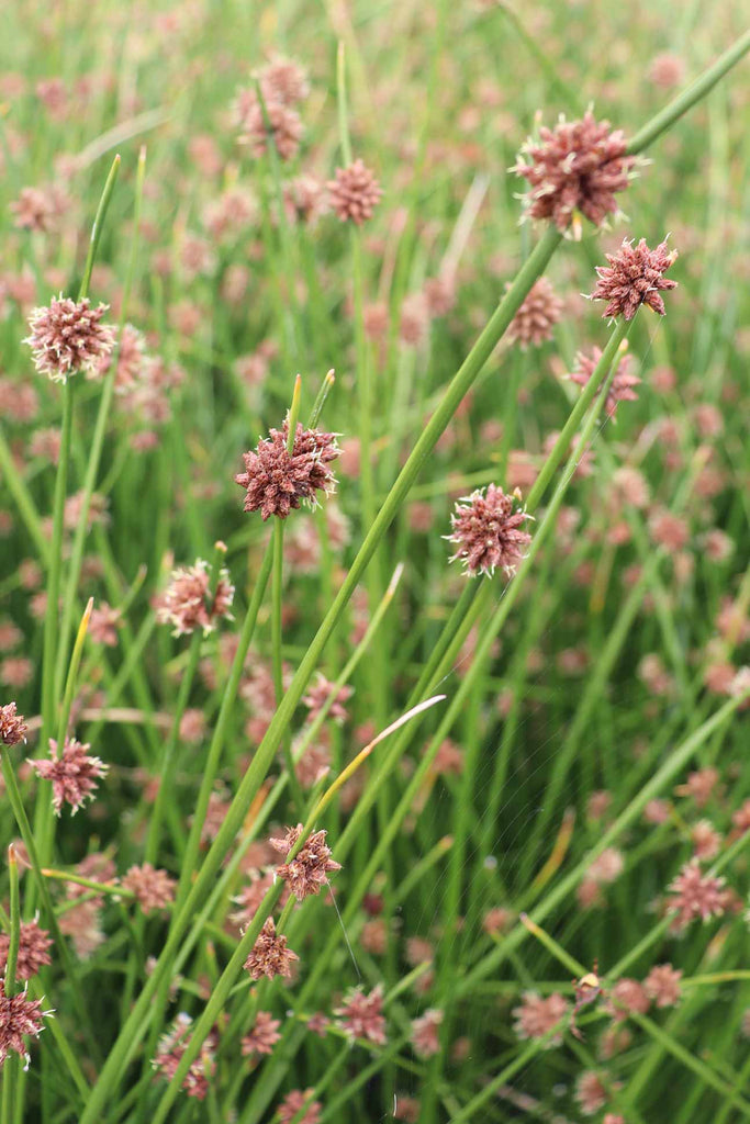 Ficinia nodosa foliage