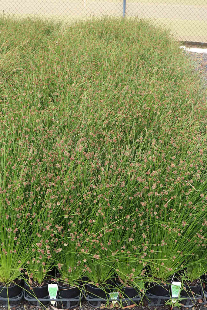 A group of Ficinia nodosa in 14cm black pots.