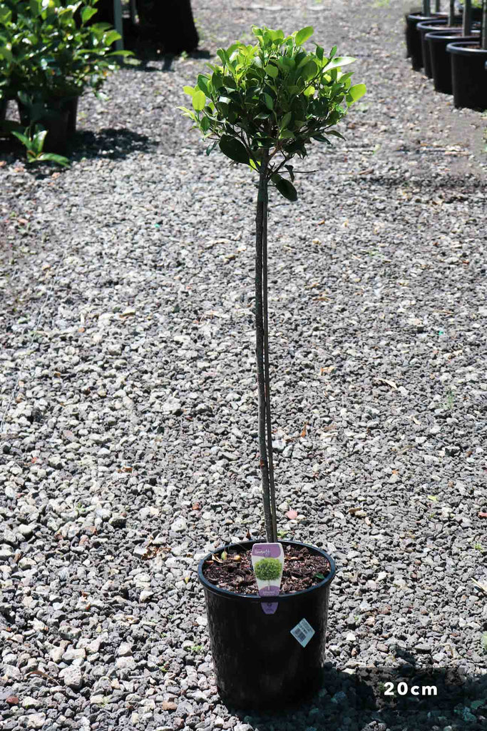 Ficus hilli 'Emerald Green' Standards in a 20cm black pot