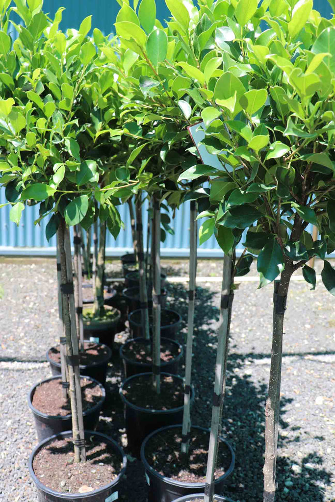 group of Ficus Hilli 'Emerald Green' Standards in black pots