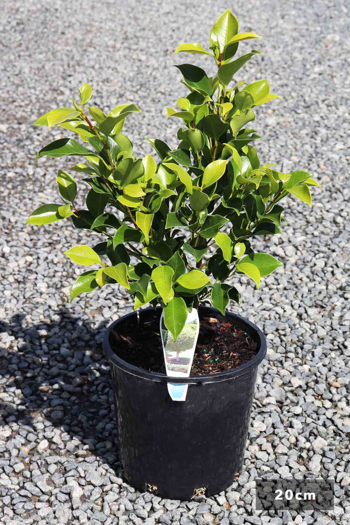 Ficus Hilli 'Flash' in a 20cm black pot