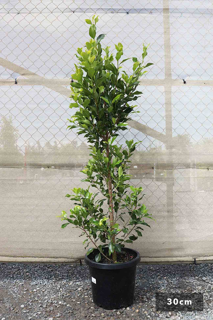 Ficus Hilli Flash single in black pot at 30cm