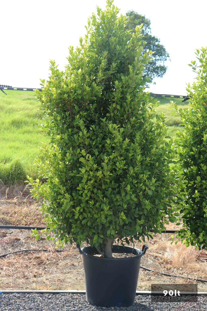 Ficus hilli Flash in a 90lt black pot  