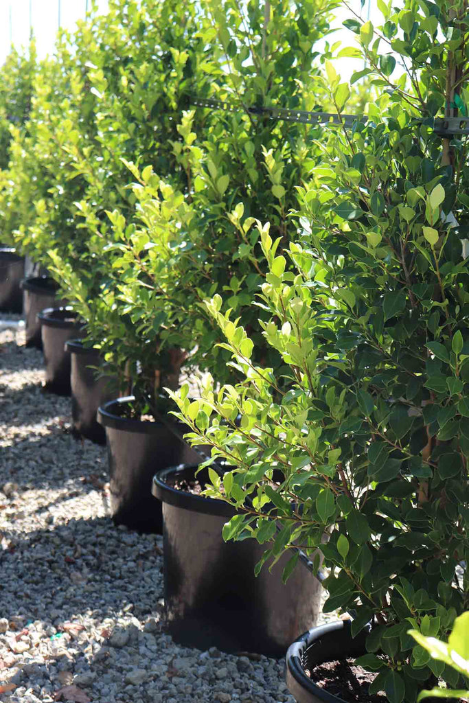 a row of Ficus hilli 'Flash' in black pots