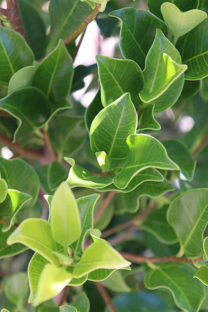 close up of Ficus hilli 'Flash' foliage