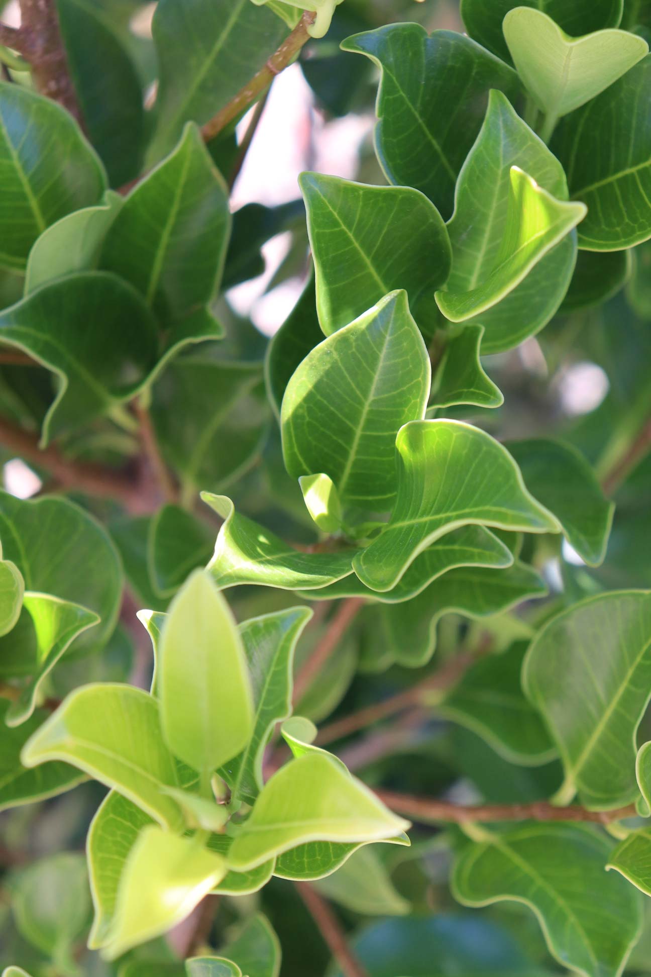 Ficus microcarpa hillii 'Flash' – Dinsan Nursery