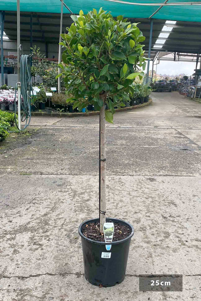 Ficus microcarpa hillii 'Flash' Standard in a 25cm black pot