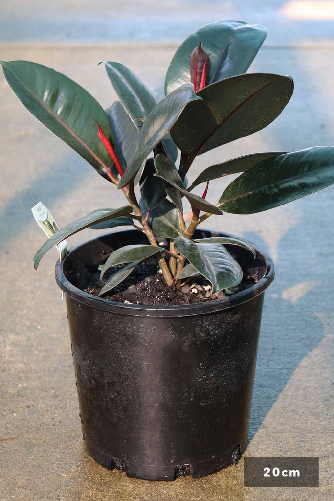 Ficus elastica 'Burgundy' in a 20cm black pot