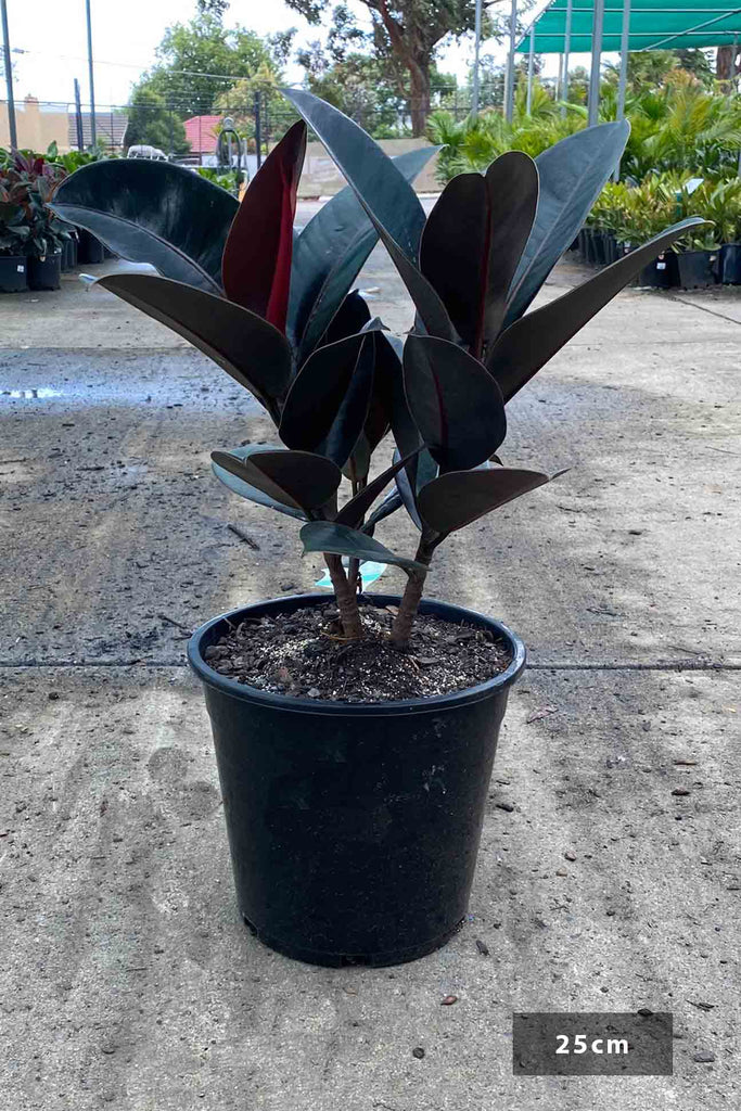 Ficus elastica 'Burgundy' in a 25cm black pot