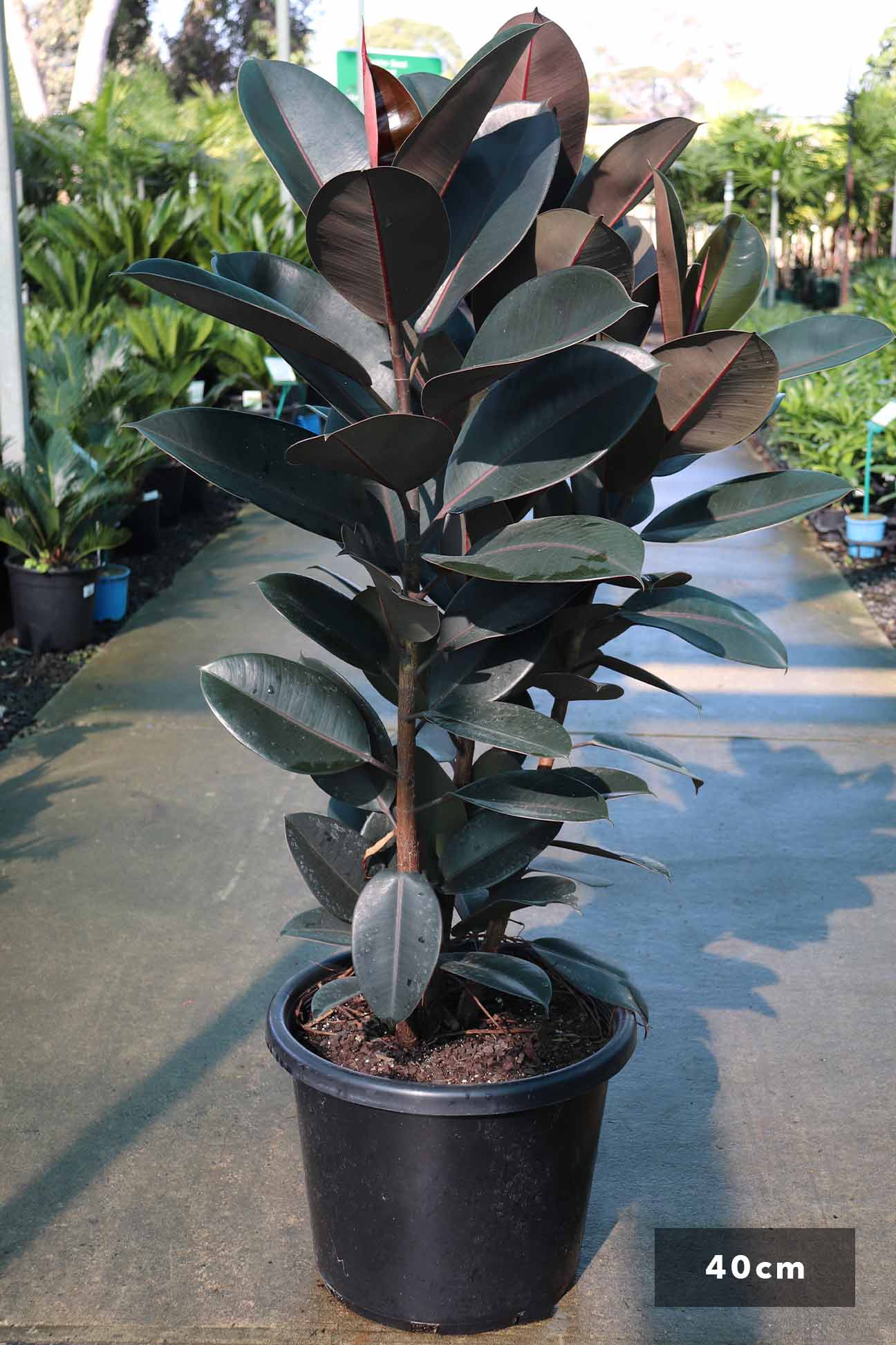 burgundy indoor plants Ficus elastica 'Burgundy' – Dinsan Nursery