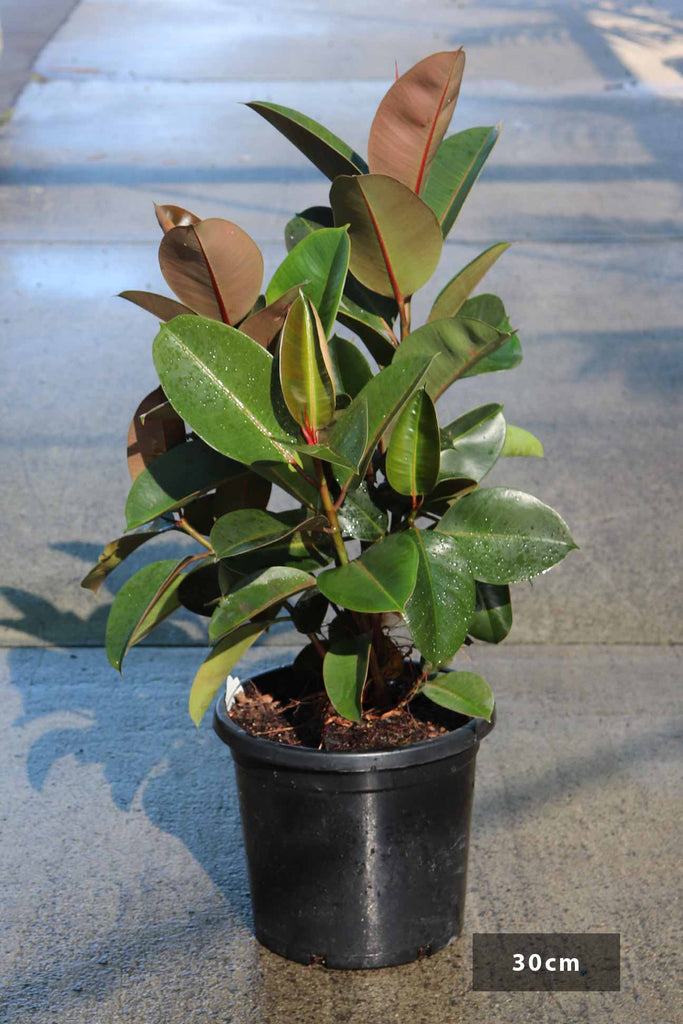 Ficus elastica Robusta in a 30cm black pot