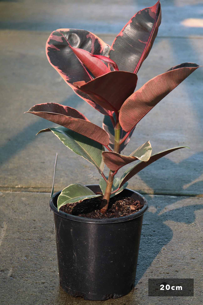 Ficus elastica 'Tineke Ruby' in a 20cm black pot
