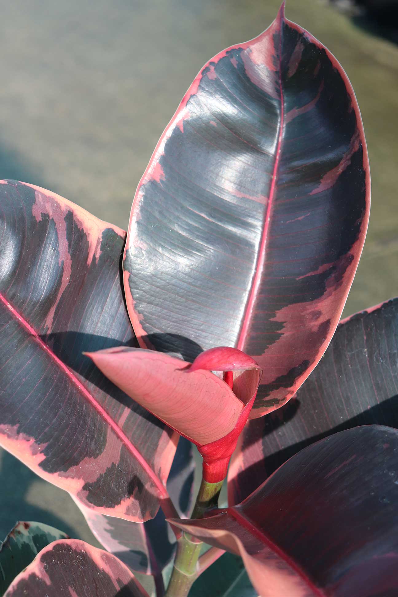 rubber tree ruby tineke Ficus elastica 'Tineke Ruby' – Dinsan Nursery