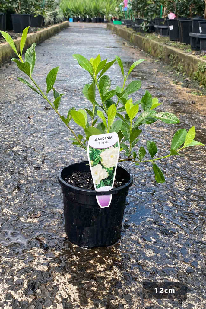 Gardenia augusta Florida in a 12cm black pot