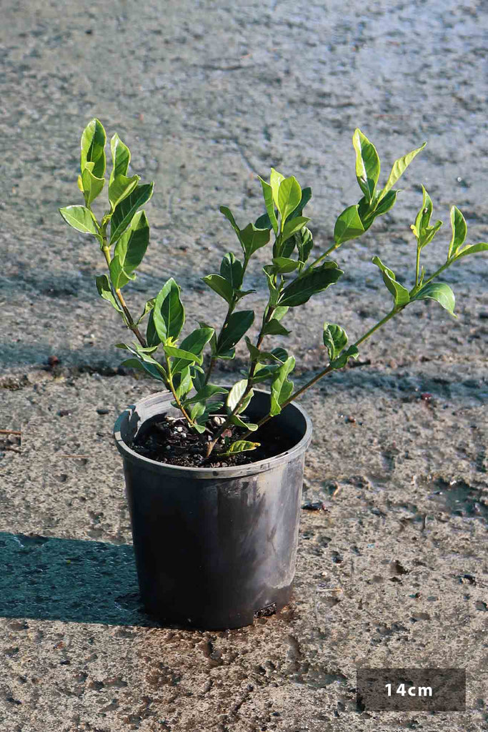 Gardenia augusta Florida in a 14cm black pot