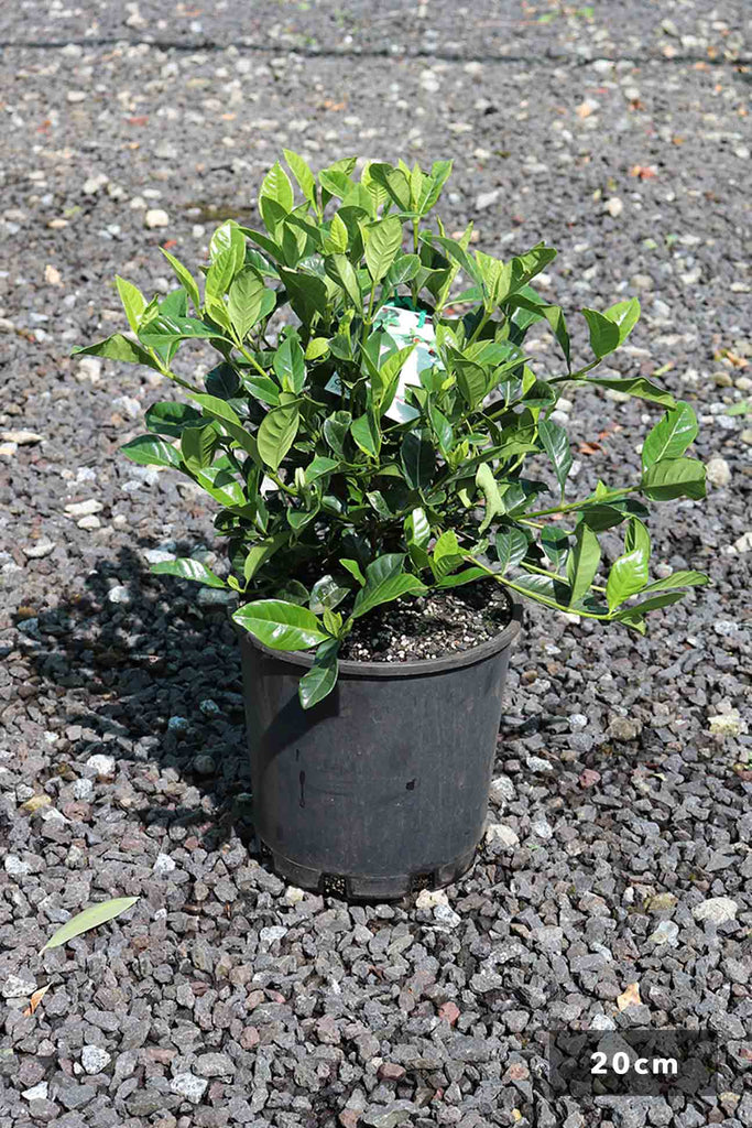 Gardenia Augusta Florida in 20cm black pot