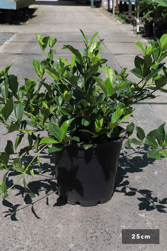 Gardenia augusta 'Florida' in a 25cm black pot