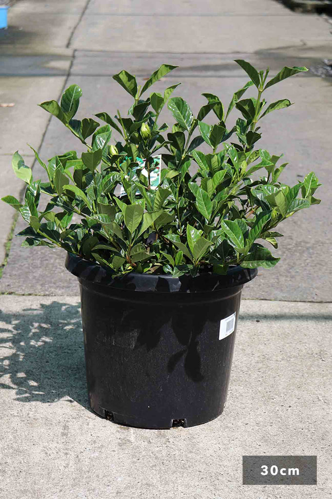 Gardenia Augusta Florida in 30cm black pot