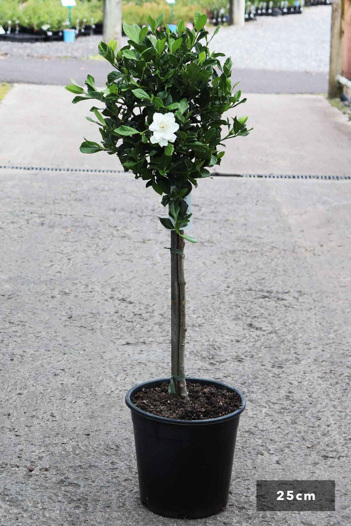 Gardenia augusta 'Florida' Standard in a 25cm black pot