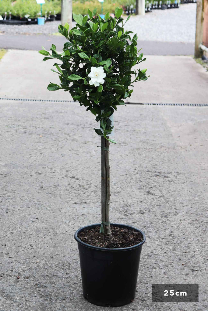 Gardenia augusta 'True Love' Standards in a 25cm black pot