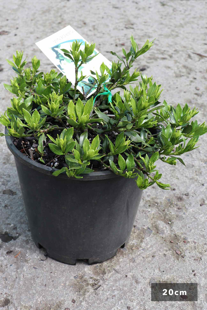 Gardenia jasminoides Radicans in a 20cm black pot