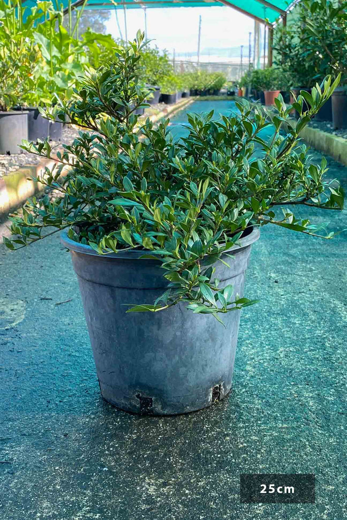 Gardenia jasminoides Radicans in a 25cm black pot