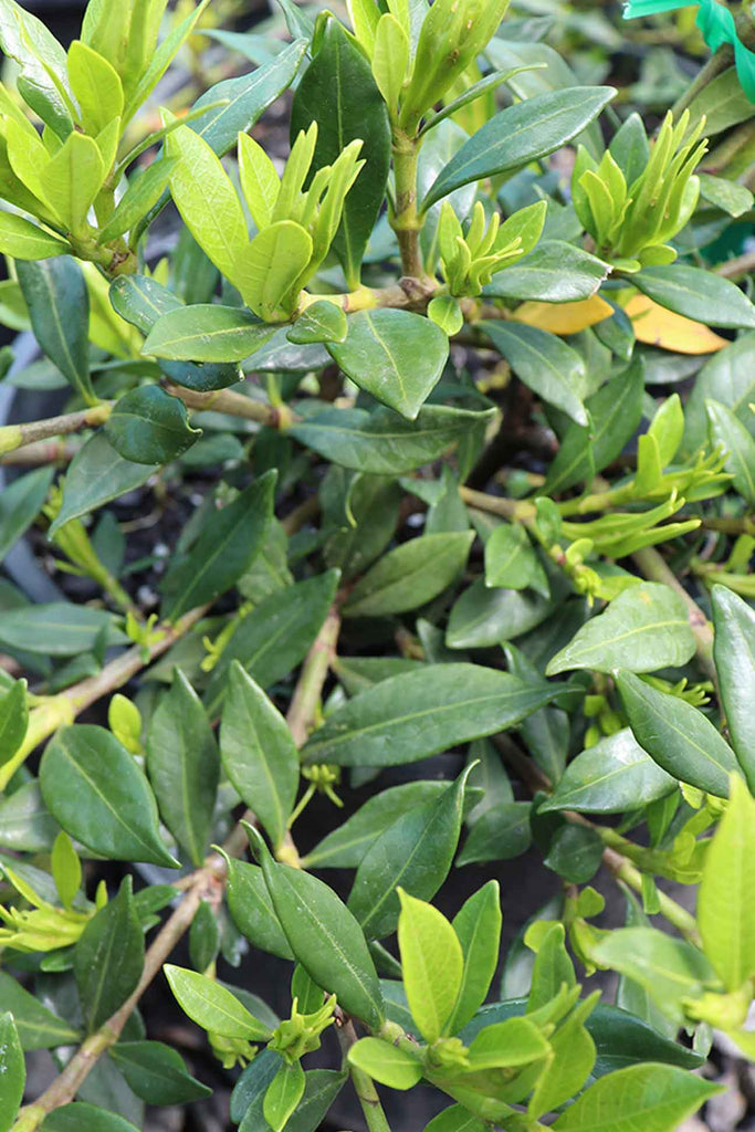 Gardenia jasminoides Radicans green foliage