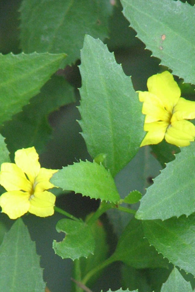 close up of Goodenia Ovata small yellow flowers and green foliage