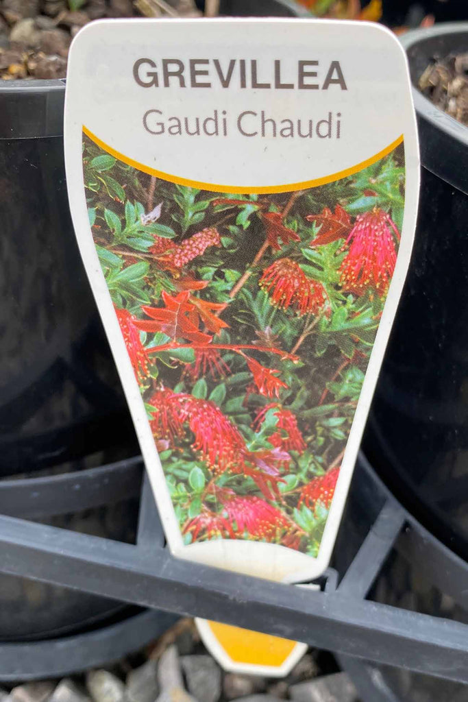 A Grevillea Gaudi Chaudi plant label.